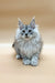 Fluffy gray Maine Coon kitten with blue eyes and pointed ears sitting upright