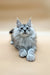 Fluffy gray Maine Coon kitten named Caesar with blue eyes and ear tufts