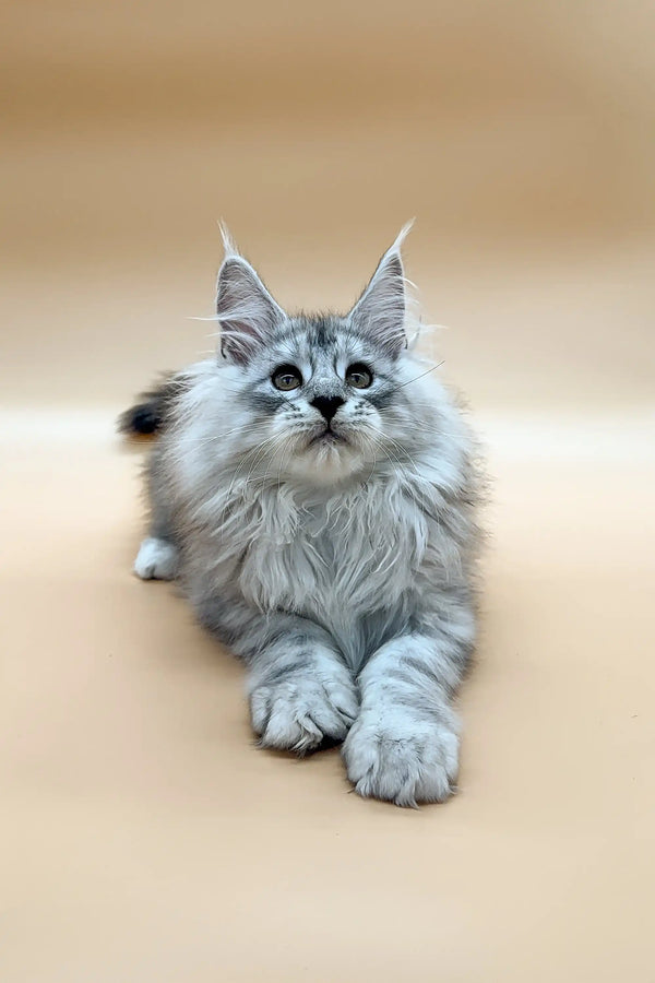 Fluffy gray Maine Coon kitten named Caesar with blue eyes and ear tufts
