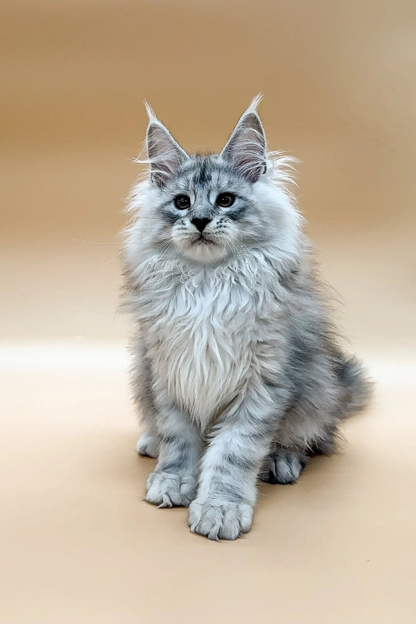 Fluffy gray and white Maine Coon kitten with cute ear tufts in Caesar product