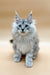 Fluffy gray and white Maine Coon kitten with blue eyes and pointed ears