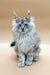 Fluffy gray Maine Coon kitten with ear tufts, perfect for your collection