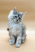 Fluffy gray Maine Coon kitten with bright blue eyes and pointed ears