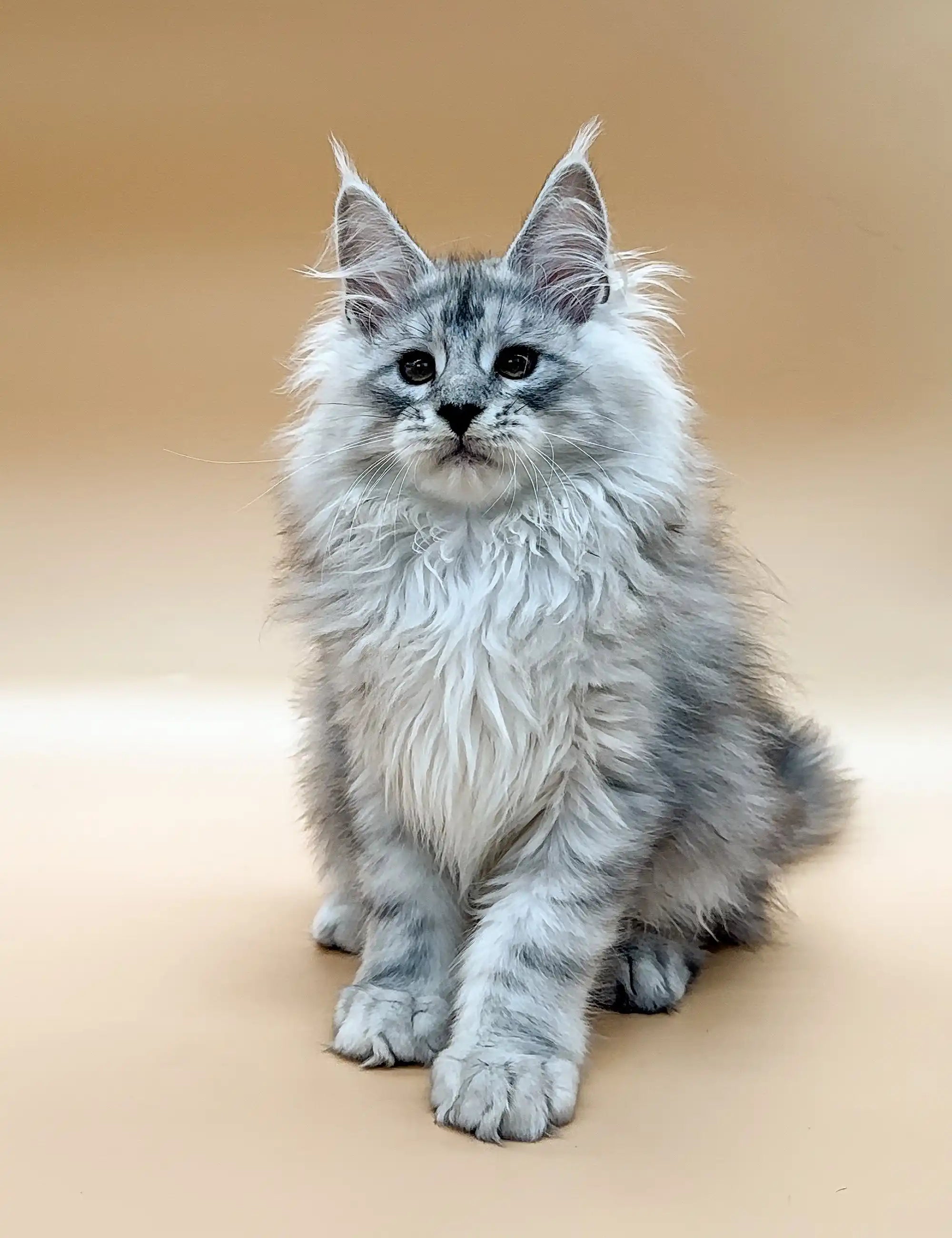 Maine Coon Kittens for Sale Caesar | Kitten
