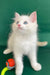 Caesar | ragdoll kitten