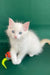 Caesar | ragdoll kitten