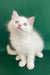 Caesar | ragdoll kitten