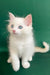 Caesar | ragdoll kitten