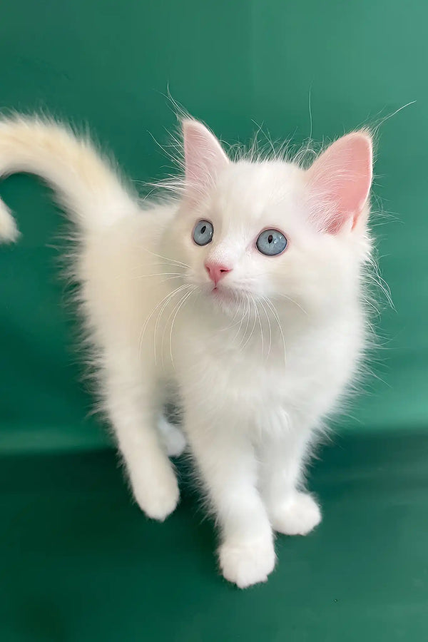 Caesar | ragdoll kitten