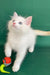 Caesar | ragdoll kitten