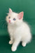 Caesar | ragdoll kitten