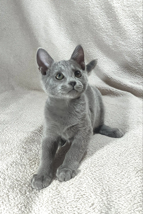 Cai | russian blue kitten