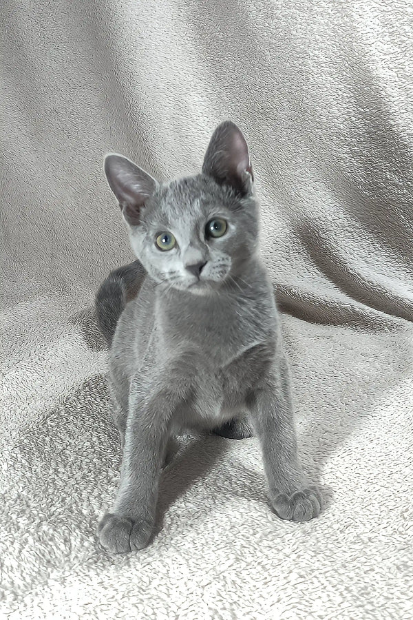 Cai | russian blue kitten