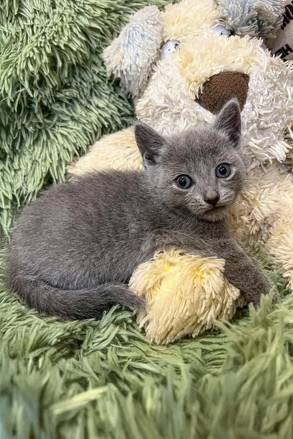 Cute gray kitten with blue eyes from the Cai Russian Blue Kitten collection