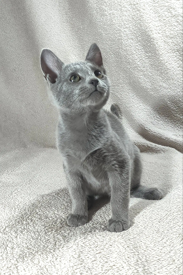 Cai | russian blue kitten