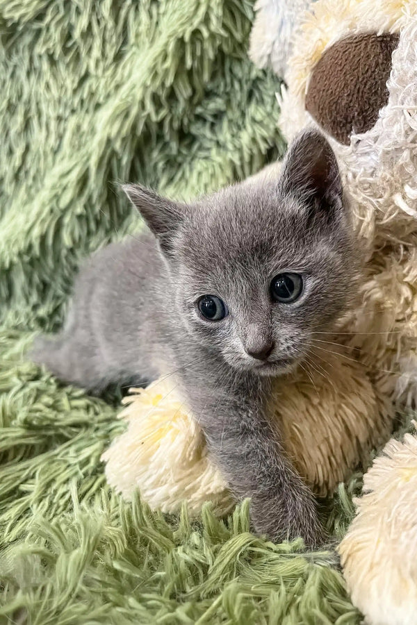 Gray Russian Blue kitten named Cai with big, bright eyes looking adorable