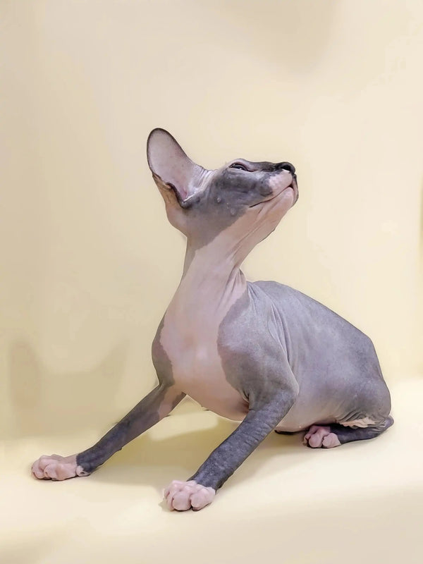 Meet Caitlyn, the adorable Sphynx kitten sitting with her head tilted up