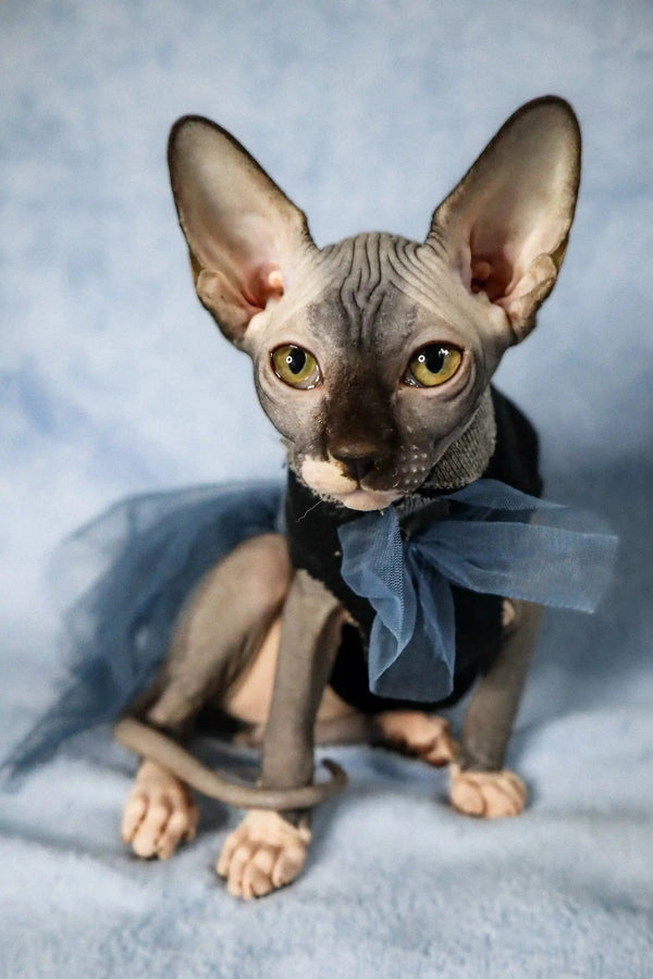 Cute Hairless Sphynx Kitten Caitlyn sporting a stylish blue bow tie