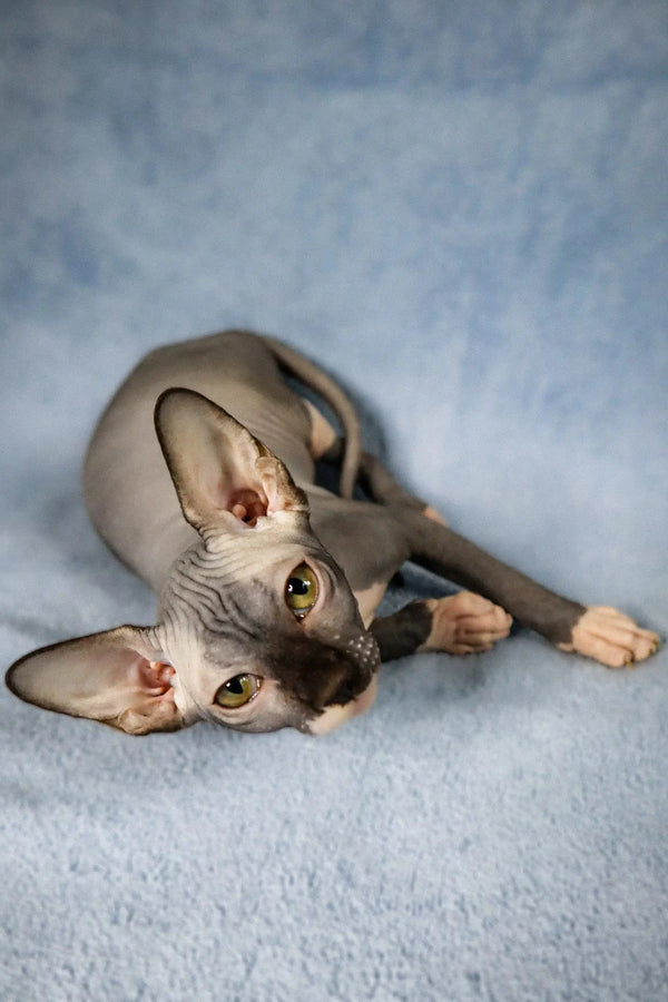 Adorable Hairless Sphynx Kitten, Caitlyn, lying on her side with big ears and eyes