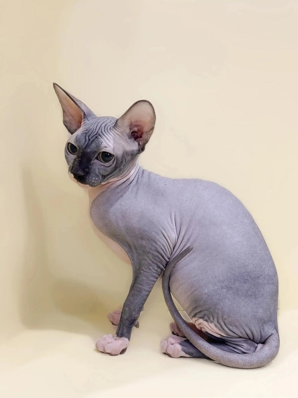 Meet Caitlyn, the adorable Sphynx kitten with big ears and unique wrinkled skin