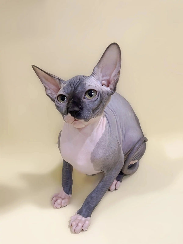 Meet Caitlyn, the adorable Hairless Sphynx kitten with big ears and stunning blue eyes