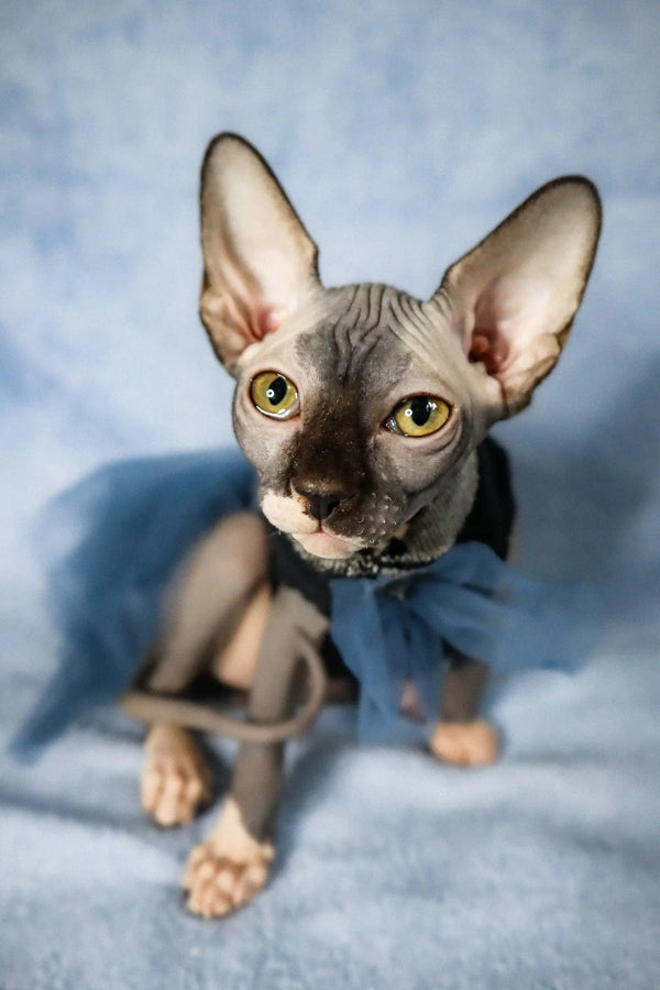 Meet Caitlyn, a playful hairless Sphynx kitten with big ears and stunning green eyes