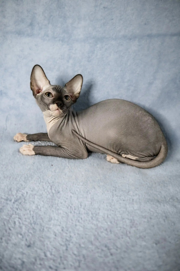 Caitlyn the adorable Sphynx kitten lounging cutely on her side