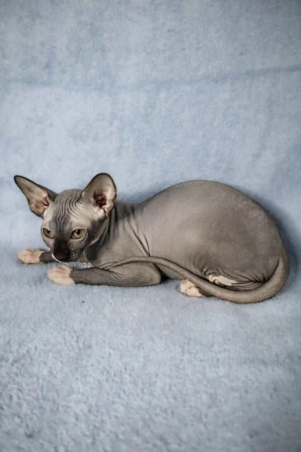 Hairless Sphynx kitten Caitlyn lying on her side, ready to be your new friend!
