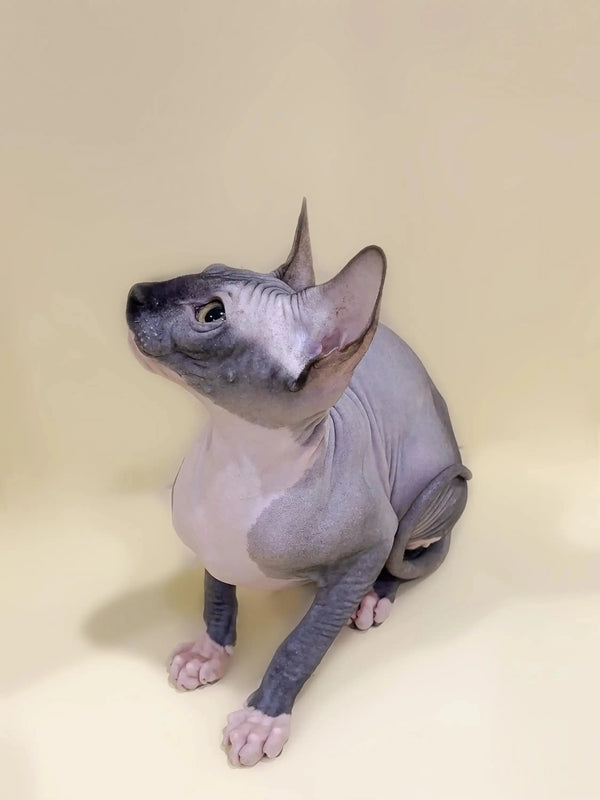 Meet Caitlyn, the adorable Sphynx kitten sitting upright with an alert expression