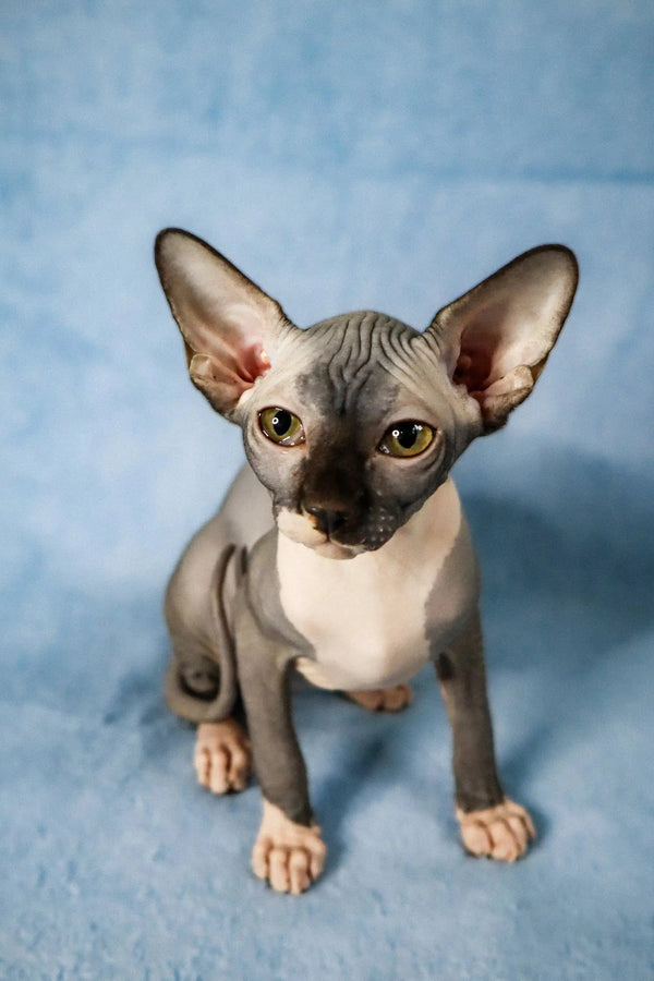 Adorable Hairless Sphynx Kitten, meet Caitlyn with large ears and cute wrinkles!
