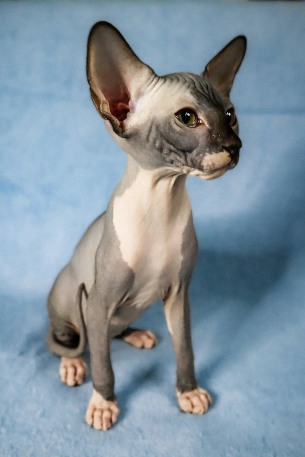 Adorable Sphynx kitten, meet Caitlyn with big ears and cute wrinkled skin
