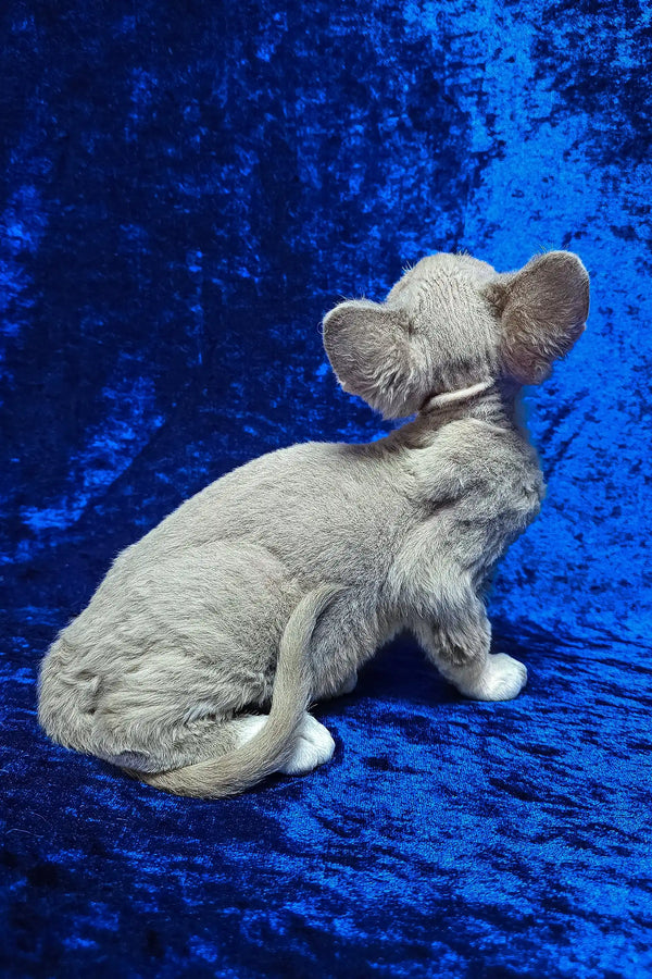 Cake | devon rex kitten