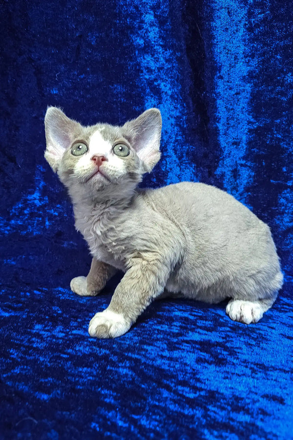 Cake | devon rex kitten