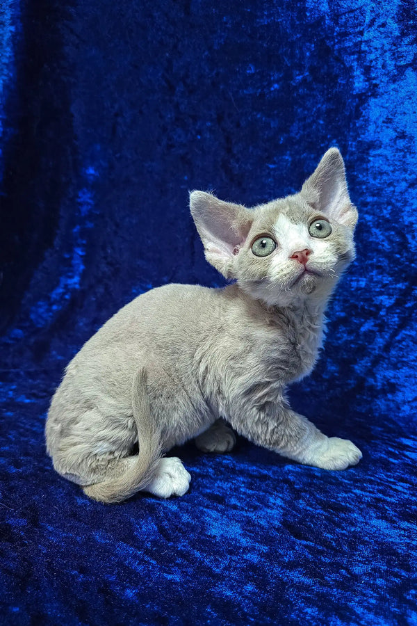 Cake | devon rex kitten