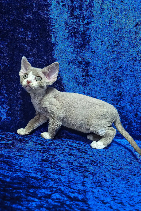 Cake | devon rex kitten