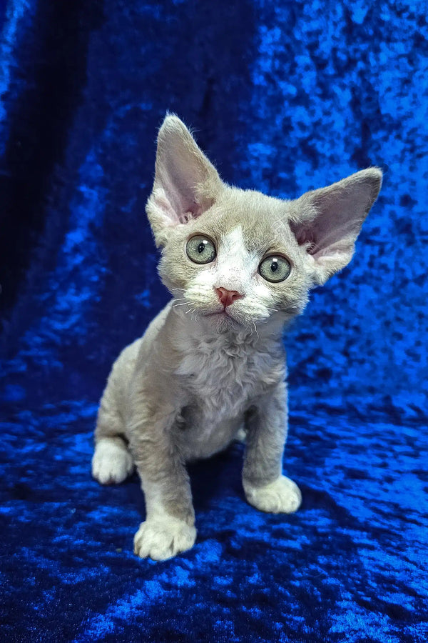 Blue Eyes Curly Haired Devon Rex Cat Meet Cake, The Curly-Coated