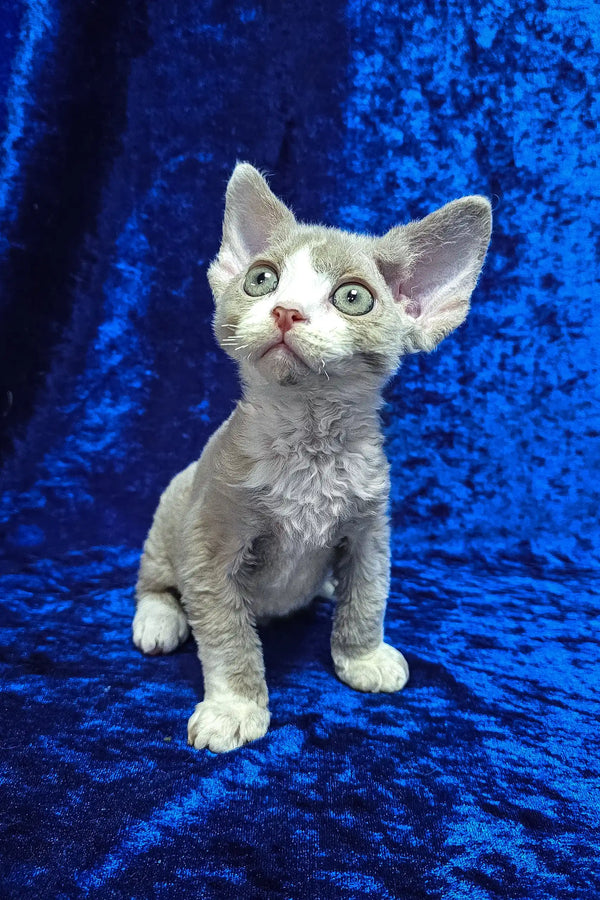 Cake | devon rex kitten