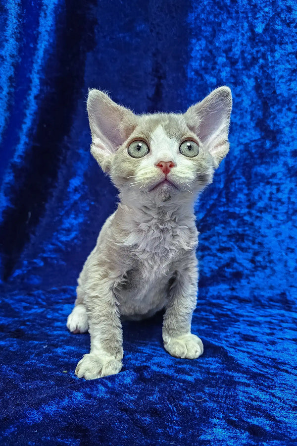 Cake | devon rex kitten