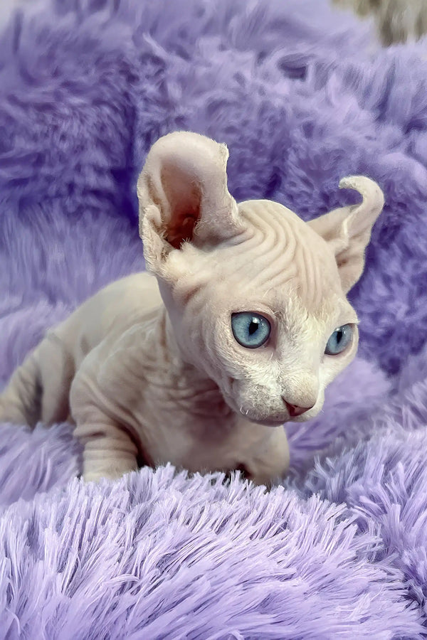 Cali | dwelf sphynx kitten