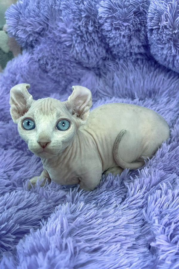 Cali | dwelf sphynx kitten