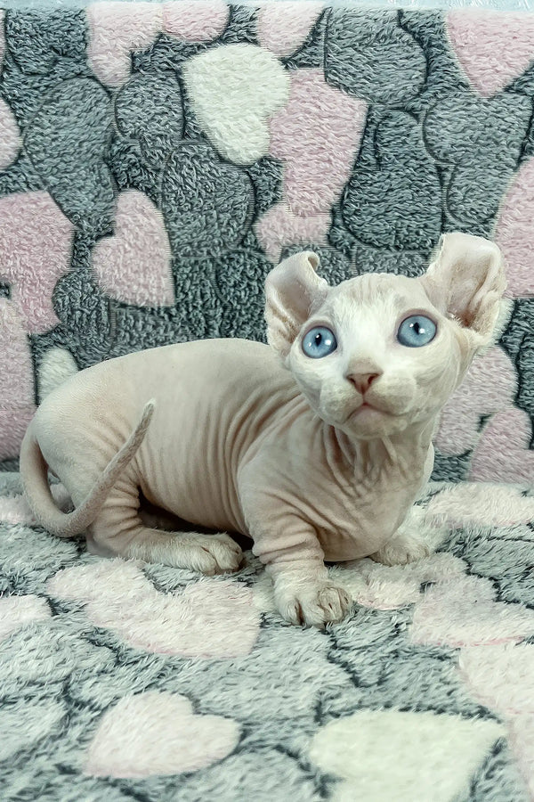 Cali | dwelf sphynx kitten