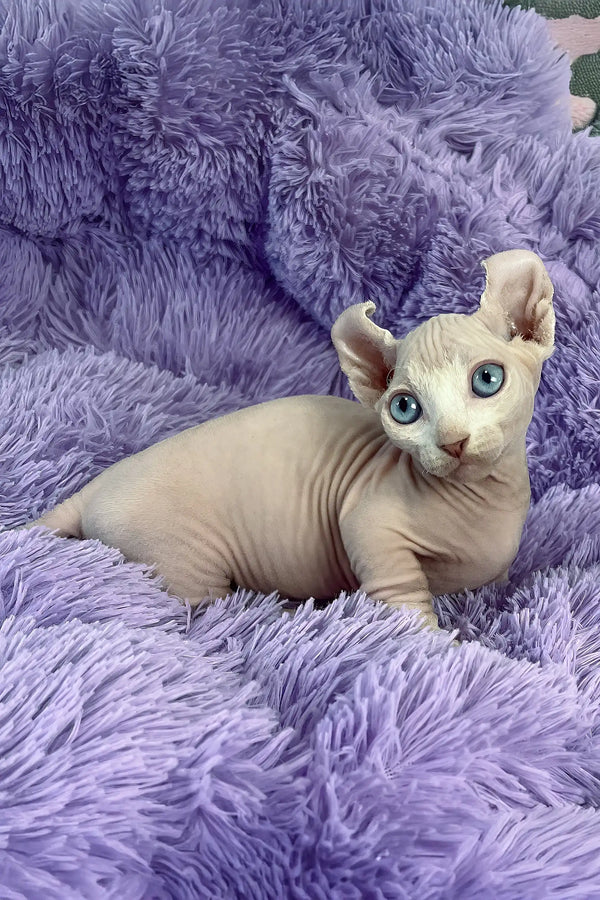 Cali | dwelf sphynx kitten