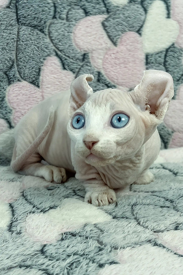 Cali | dwelf sphynx kitten