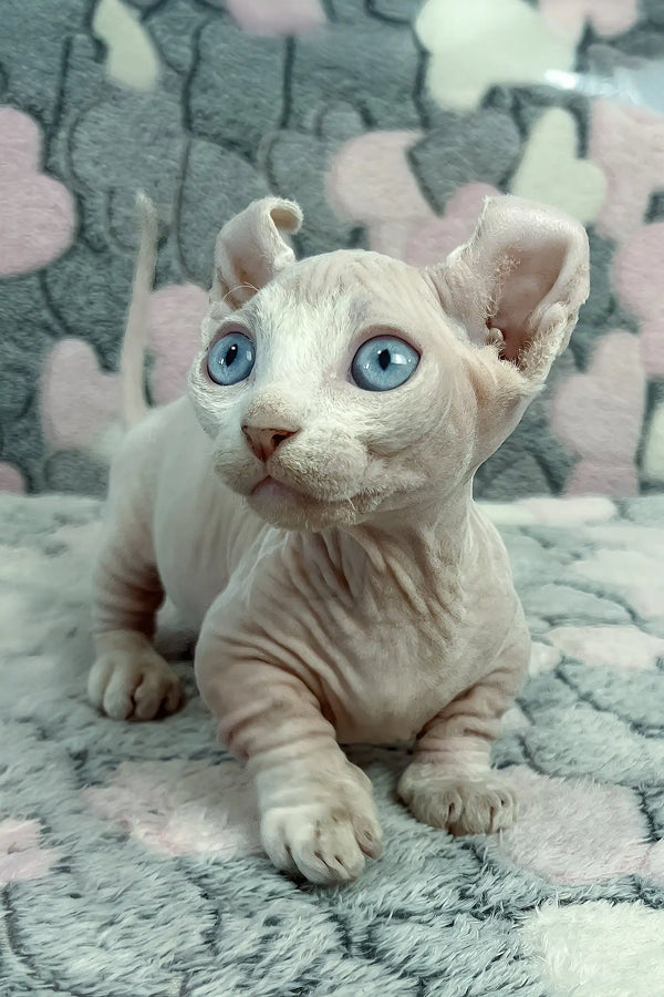 Cali | dwelf sphynx kitten