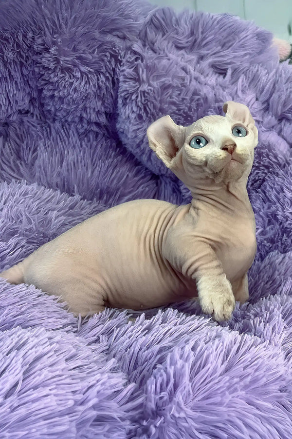 Cali | dwelf sphynx kitten