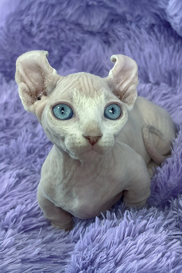 Cali | dwelf sphynx kitten