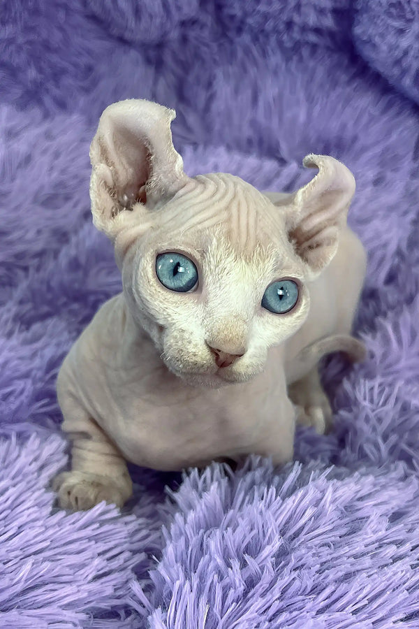 Cali | dwelf sphynx kitten