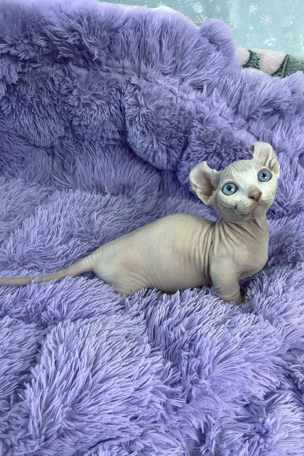 Cali | dwelf sphynx kitten