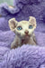 Cali | dwelf sphynx kitten