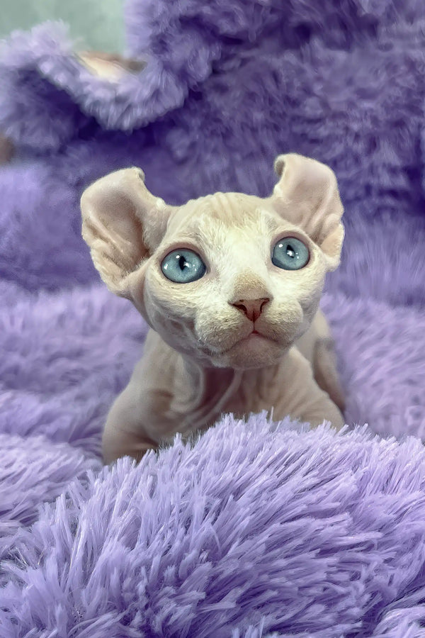 Cali | dwelf sphynx kitten